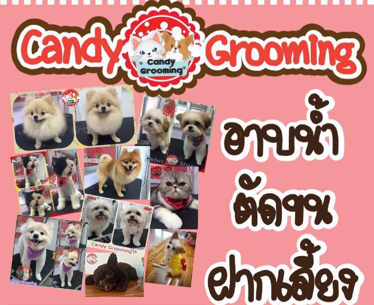 Candy Grooming ร้านอาบน้ำ ตัดขน ฝากเลี้ยง พระราม2