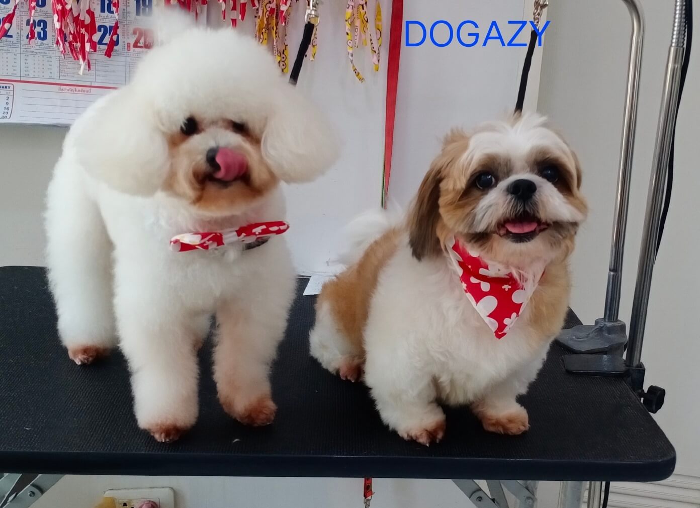 Dogazy Grooming & Petshop